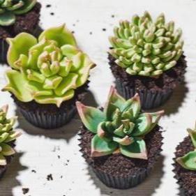 SUCCULENT CUPCAKES